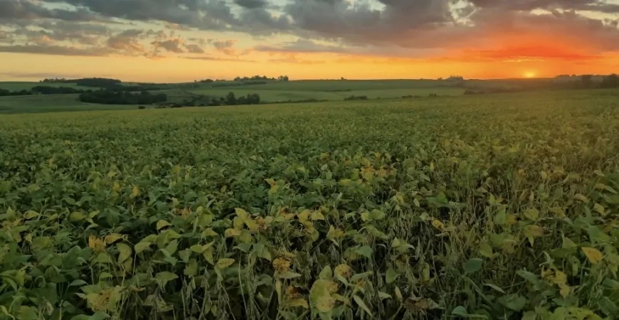 Agro em luto - Endividamento resultaram em pelo menos 36 suicídios de produtores rurais gaúchos nos últimos anos