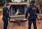 Polícia Militar recupera produtos furtados e prende suspeito conhecido como “Foguinho” em Ji-Paraná