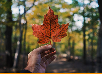homem segurando uma folha de pinheiro amarelada, simbolizando a bandeira do Canadá