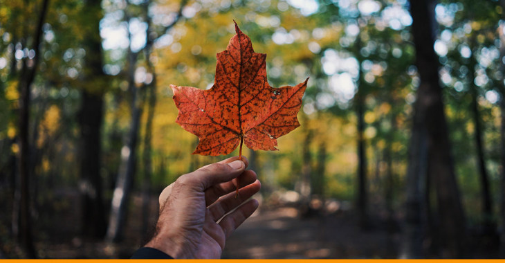 homem segurando uma folha de pinheiro amarelada, simbolizando a bandeira do Canadá