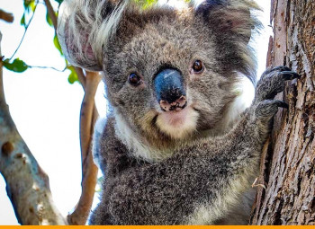 Estudar na Austrália