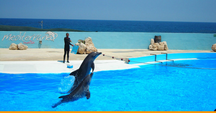 golfinhos nadando no mediterraneo park em malta