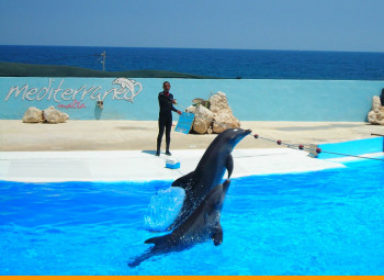 golfinhos nadando no mediterraneo park em malta