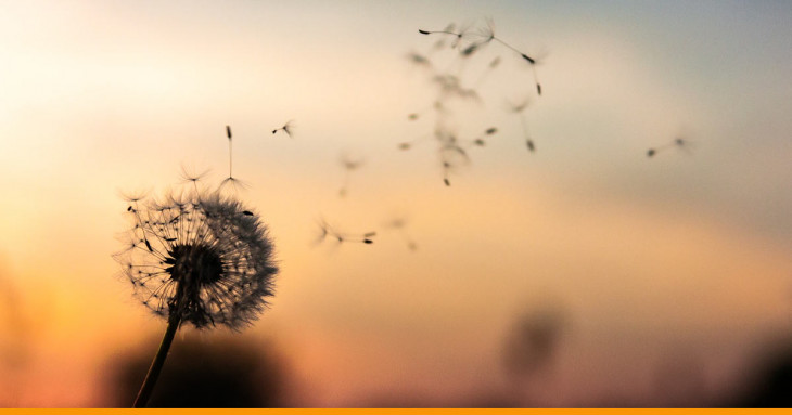 flor dente-de-leão soltando suas folhas