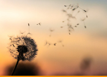 flor dente-de-leão soltando suas folhas