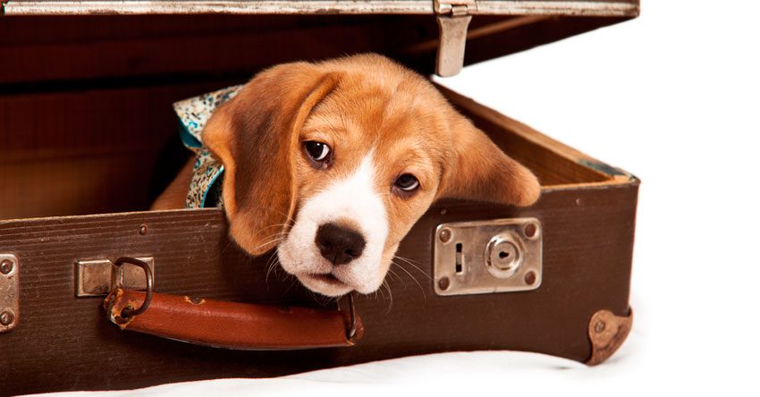 Dicas de como levar seu animal para o intercâmbio Optima