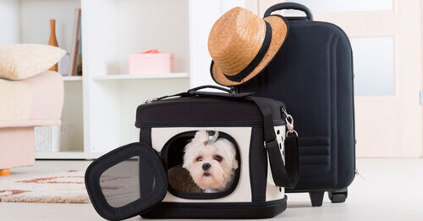 viajar com cachorro para o exterior - cachorro dentro de um kennel