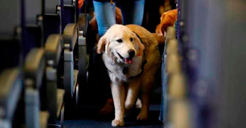 cachorro no corredor de um avião