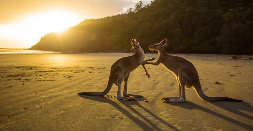 canguru cape hillsborough australia