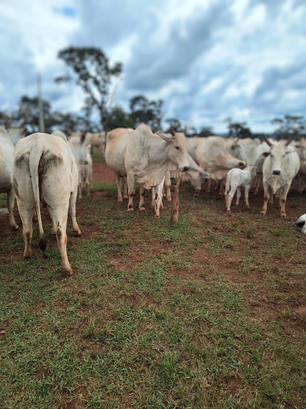 Fazenda_Venda