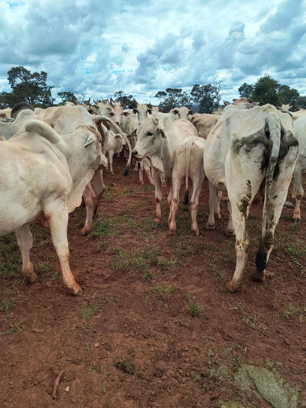 Fazenda_Venda