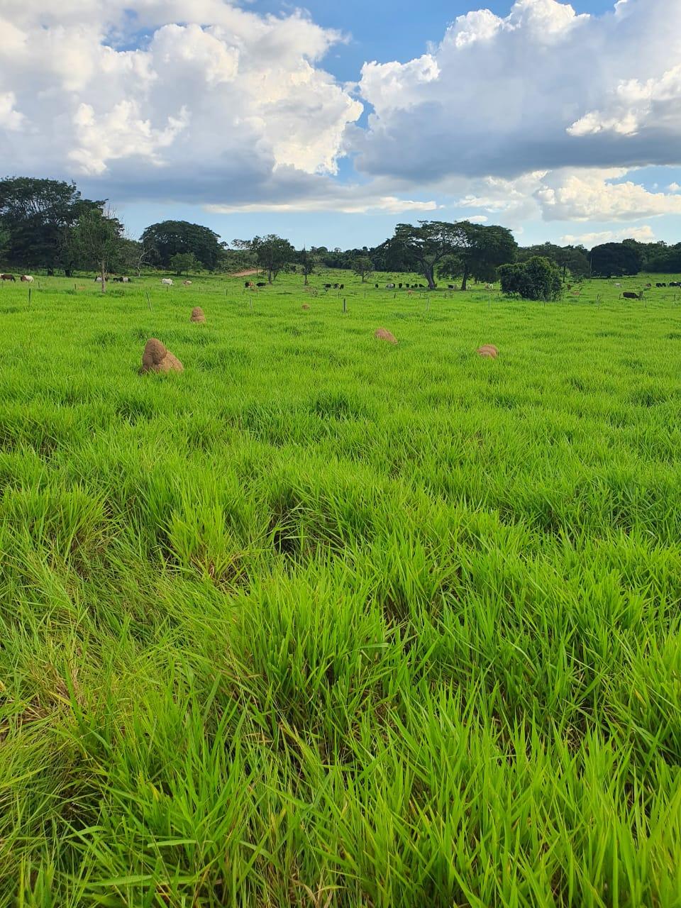 Fazenda_Venda