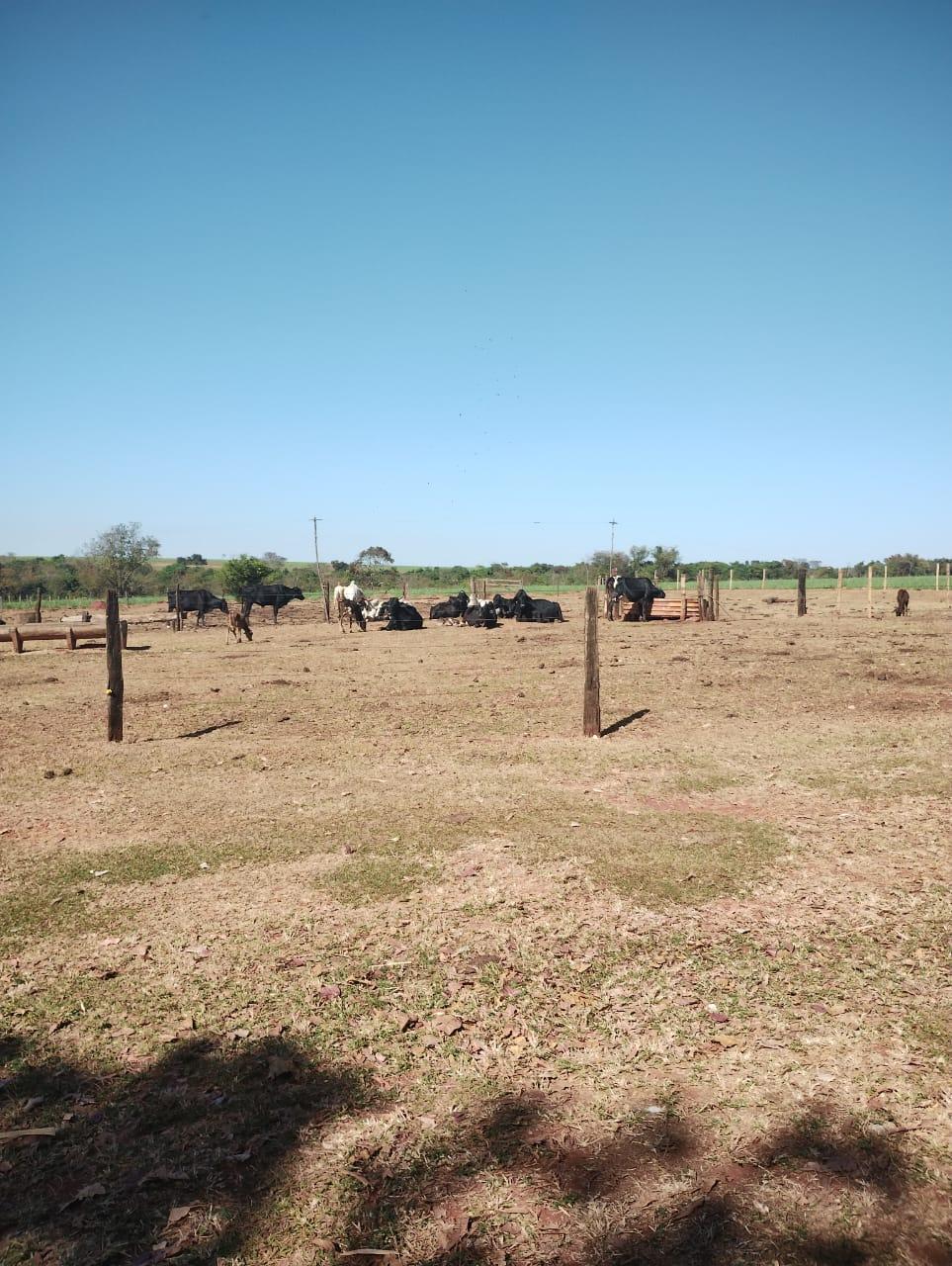 Fazenda_Venda
