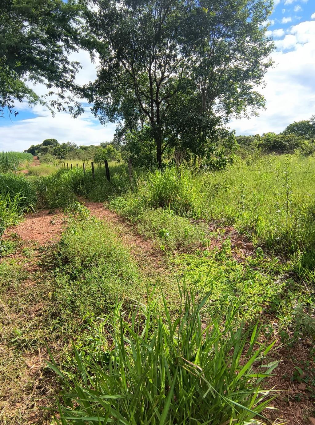 Fazenda_Venda