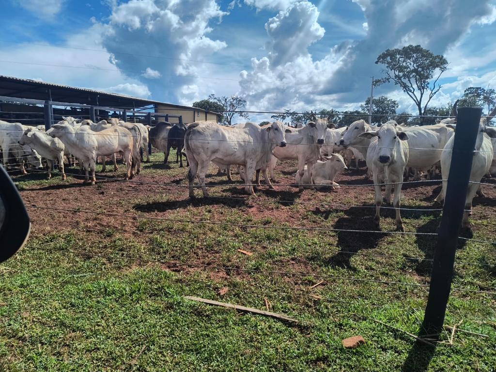 Fazenda_Venda