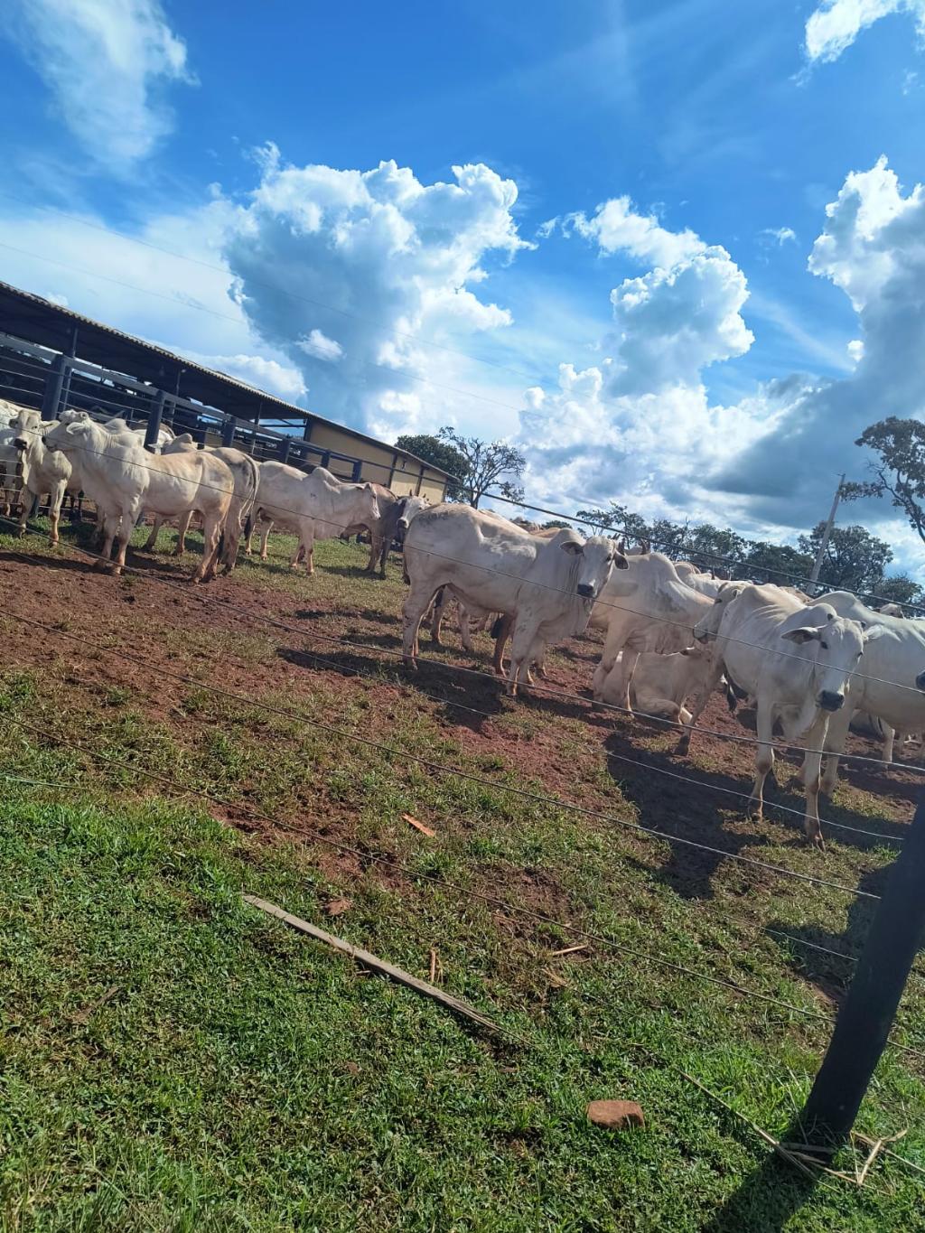 Fazenda_Venda
