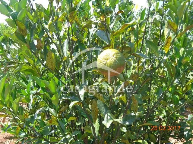 Imagem 12