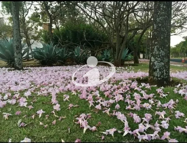 Imagem 15