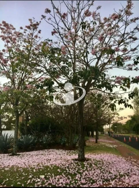 Imagem 19