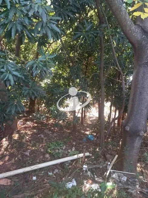 Imagem 7
