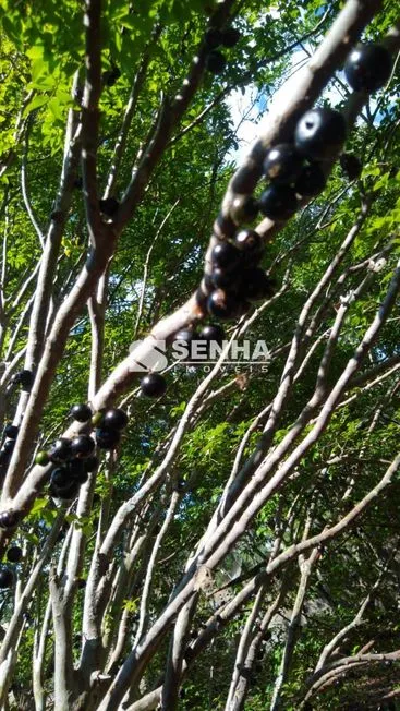 Imagem 12