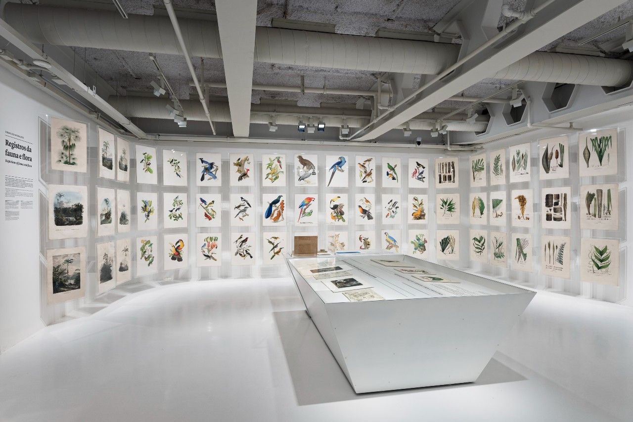 Fotografia de uma sala de piso branco cujas paredes apresentam diversos quadros com pássaros da fauna brasileira.