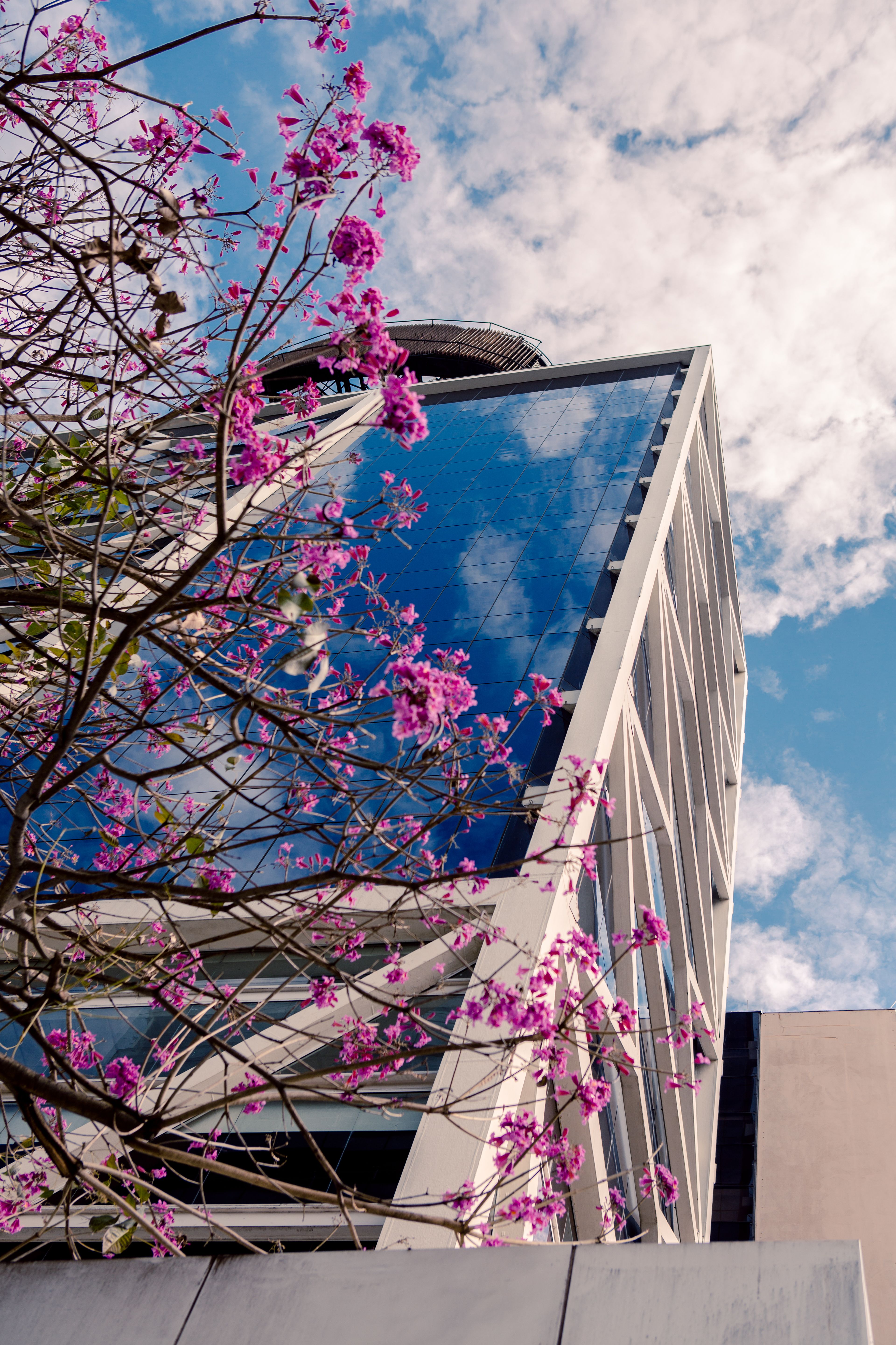 Fachada do prédio do Itaú Cultural, atrás de uma árvore com flores rosas Fachada do prédio do Itaú Cultural, atrás de uma árvore com flores rosas