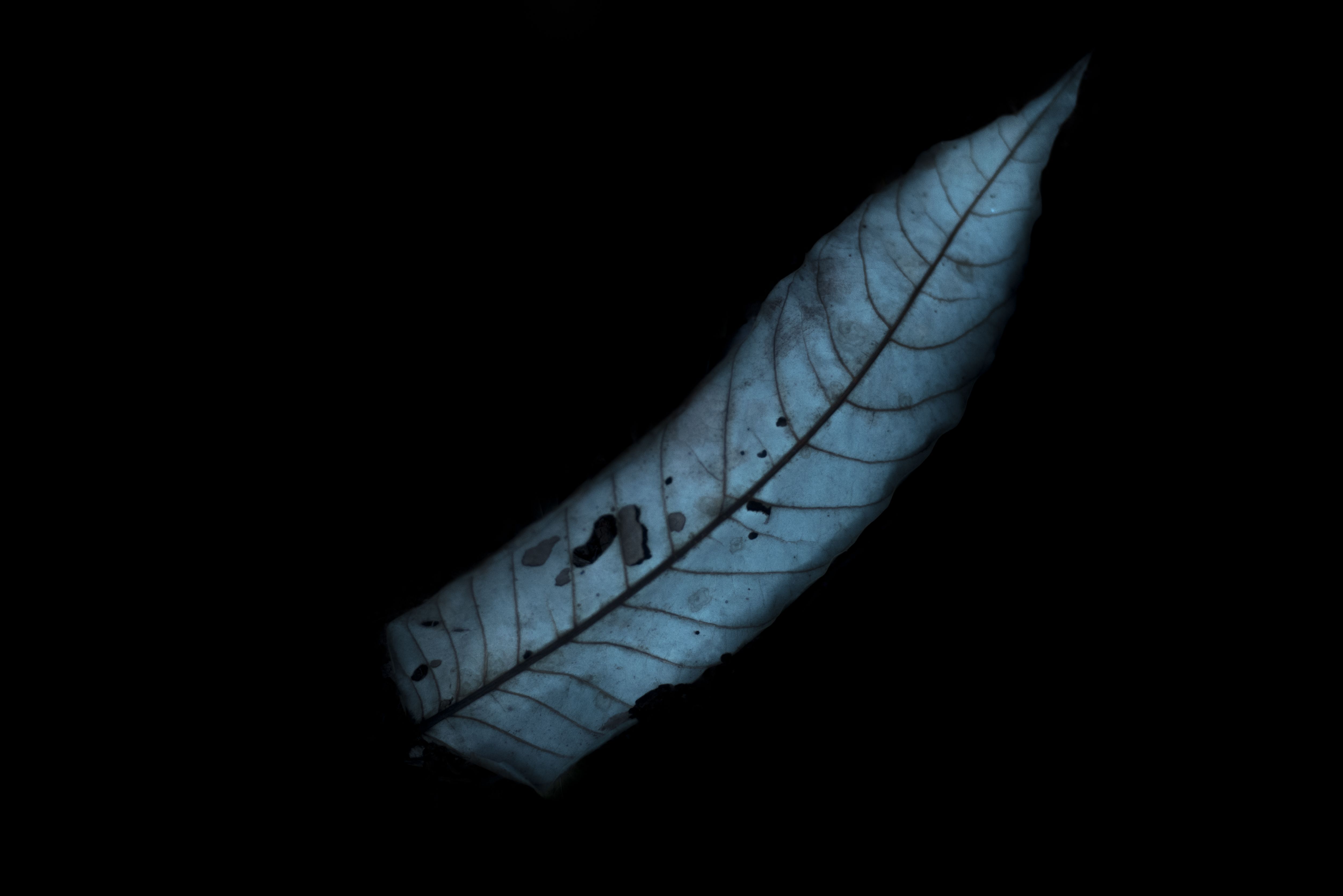 Uma folha numa coloração clara, com as nervuras e suas imperfeições, contrapõe o fundo escuro.