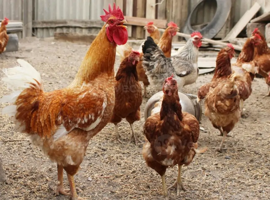 Ceará confirma primeiro caso de gripe aviária em aves de subsistência