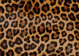 Leopardo