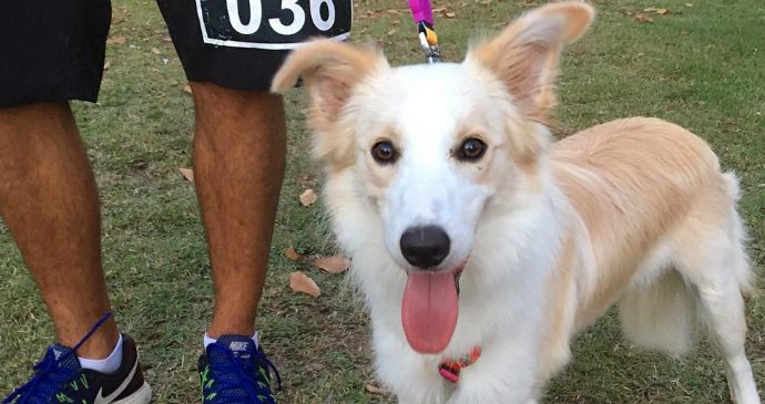 Conheça Pugli, a cachorra corredora e influencer fitness