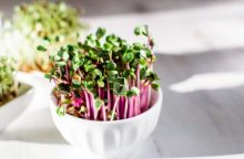 O que são microgreens: pequeninas, mas ricas em sabor e nutrição