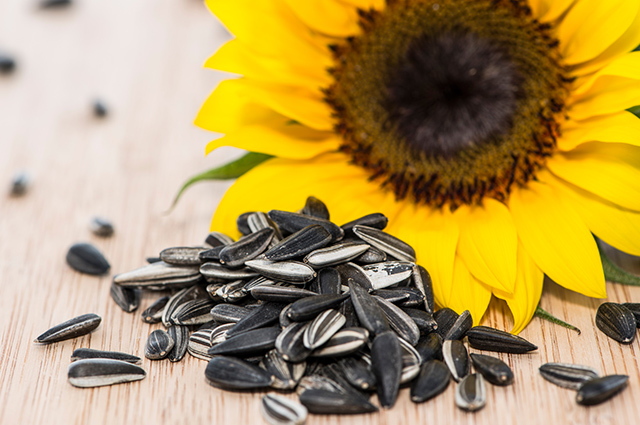 Semente de girassol emagrece e tem 6 benefícios incríveis | Ativo