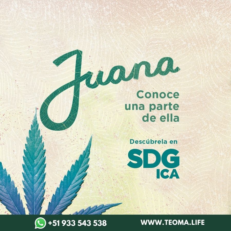 CBD JUANA CANNABIS TEOMA