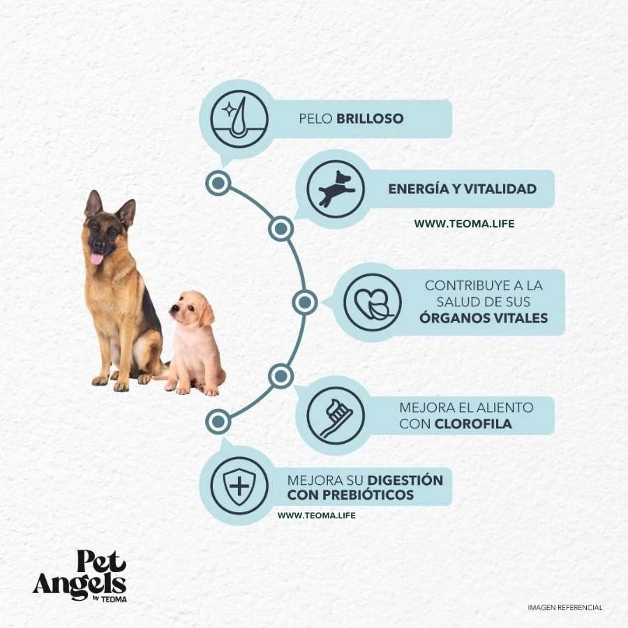COMIDA PARA PERROS CON MORINGA