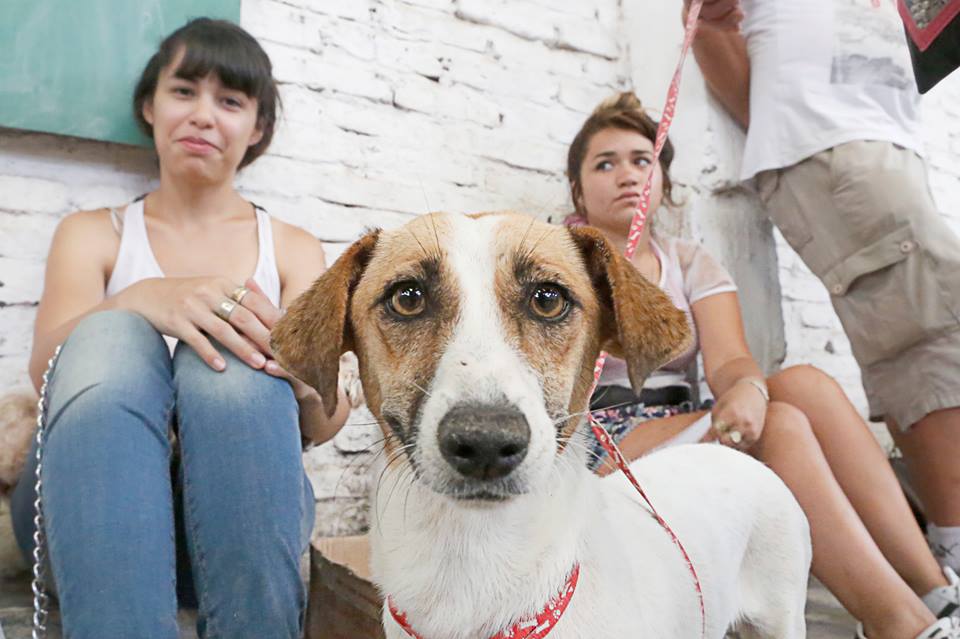 Vacuna antirrábica gratuita para mascotas en Ciudad Evita

 / Titulares de La Matanza