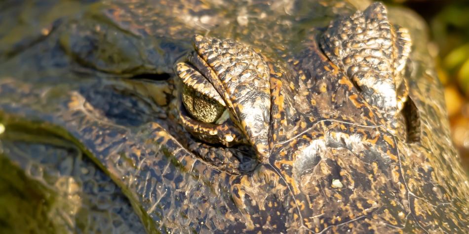 Se permite la caza de cocodrilos en Florida debido al hacinamiento

 / Titulares de Florida