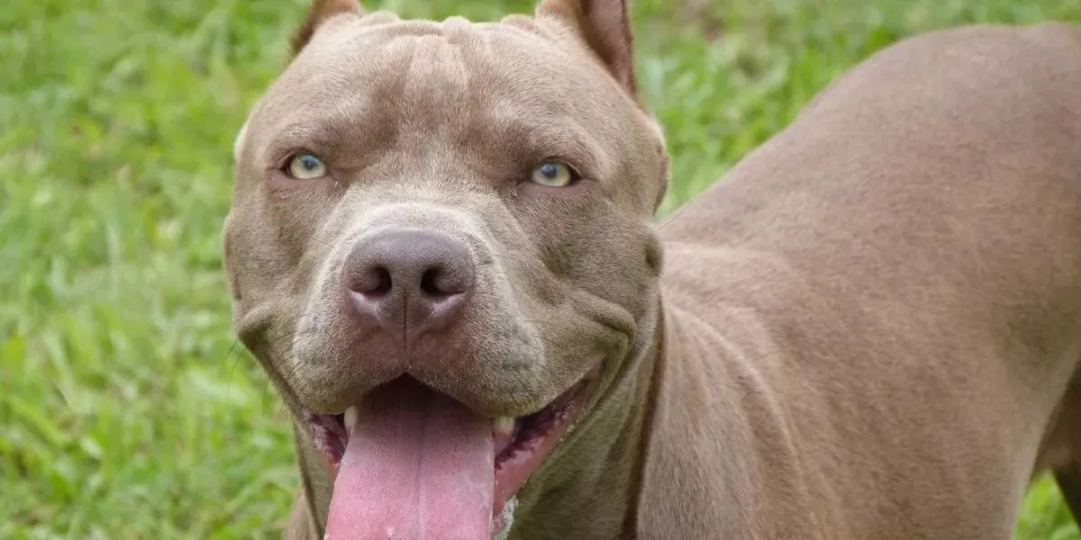 Córdoba aprueba norma que regula la tenencia de perros peligrosos en la ciudad