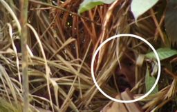 Hallan en el Amazonas la planta con las hojas más gigantescas
