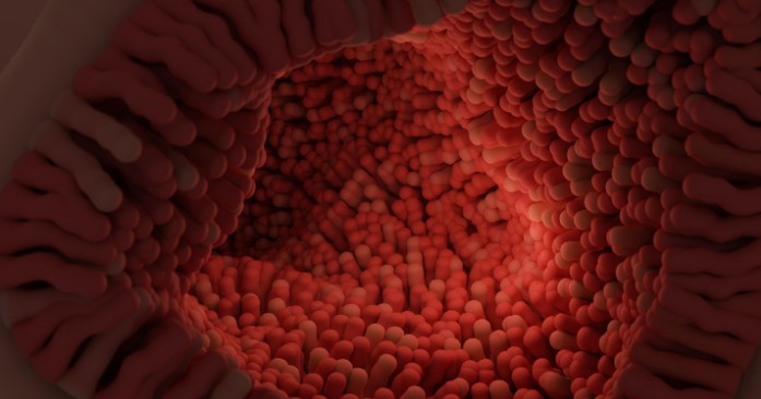 regeneracion-intestinal-celulas-madre