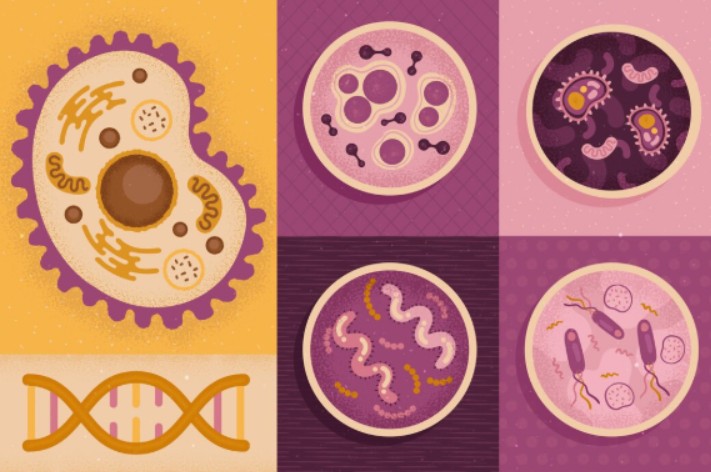 Células madre de la sangre del cordón umbilical disponibles inmediatamente tras su preservación.