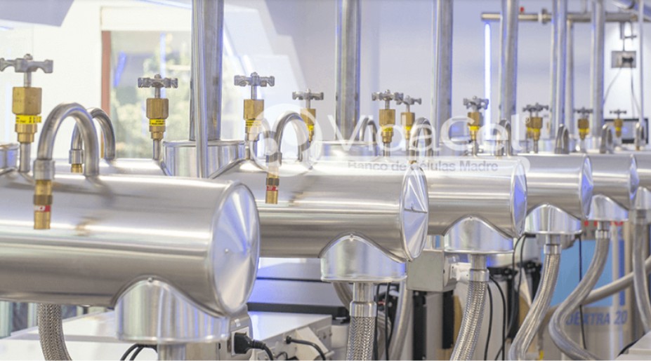 Almacenamiento de células madre del cordón umbilical en nitrógeno líquido con temperatura controlada.