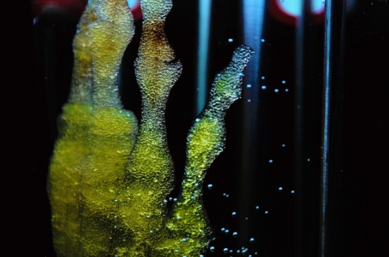 Investigación médica sobre diferentes tipos de trasplante de células madre